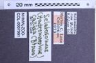 Etiketten zu Hadromorphus callidus (Brown, 1936) (NHMW-ZOO-COL-0007991)